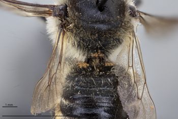 Media type: image;   Entomology 790037 Aspect: habitus dorsal view